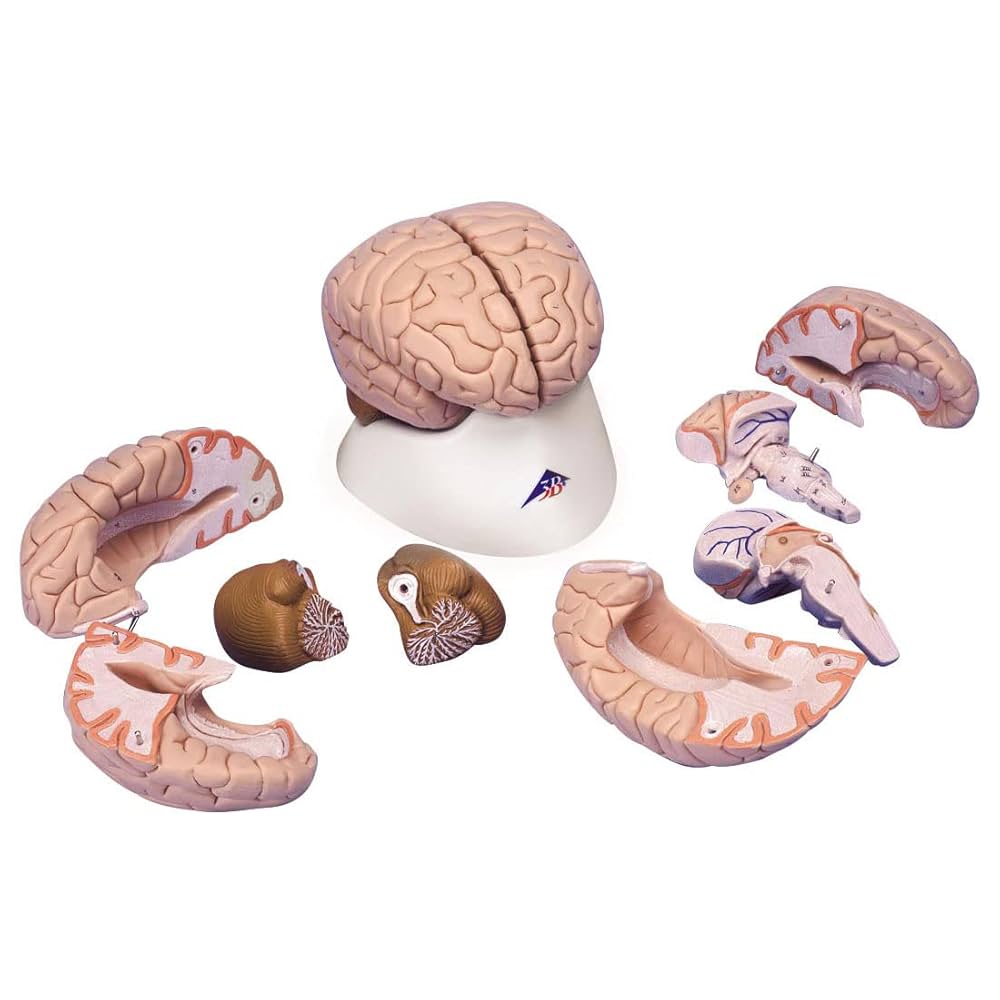 脳の模型 Amazon.co.jp: ShopXJ 脳 人体模型 立体 分解 可能 医療